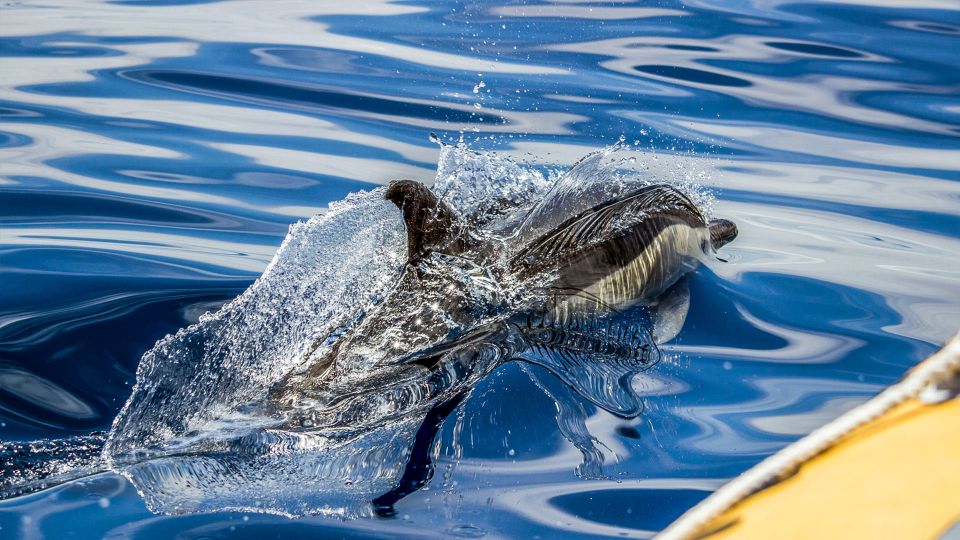 Azores: Whale Watching and Islet Boat Tour - Scenic Drives Around São Miguel