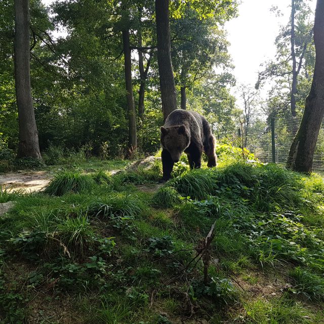 Bears Sanctuary, Bran Castle and Brasov City - Private Tour - Brasov City