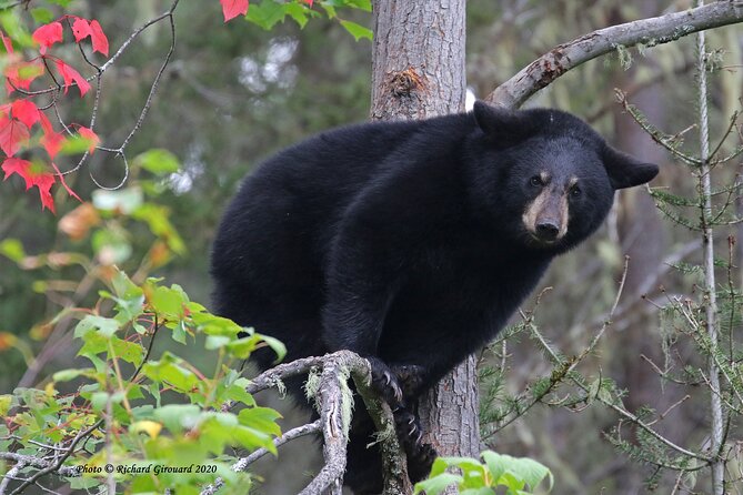 BLACK BEAR VIEWING AND WALKING AT OUTDOOR CTRS CANYON - Saguenay Guided Tours - Group Size