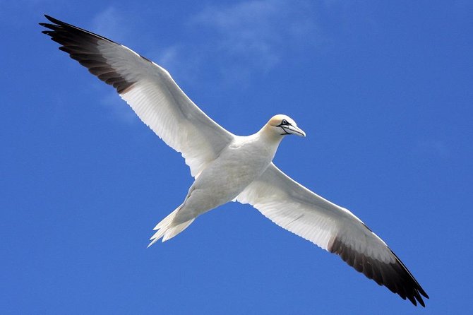 Blasket Island Eco Tour. - Tour Logistics and Meeting Points