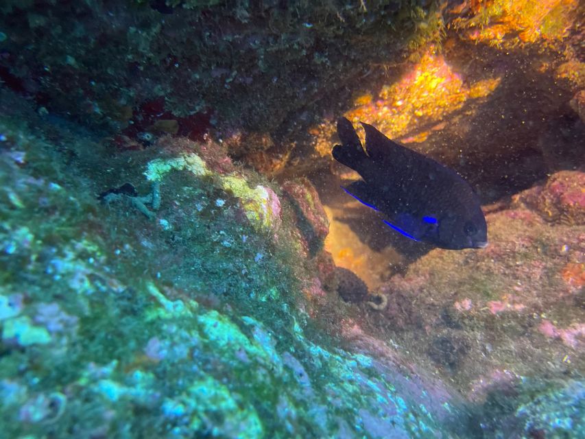 Caniço: Garajau Nature Reserve Guided Snorkeling Tour - Discover the Underwater Reserve