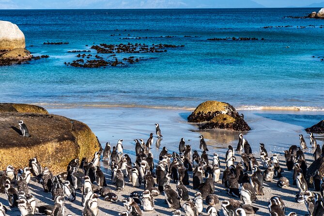 Cape of Good Hope & Penguins Small Group Tour From Cape Town - Tour Highlights