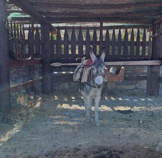 Crete: Shepherd'S Life & Psiloritis Mountain Tour With Meal - Lunch Experience