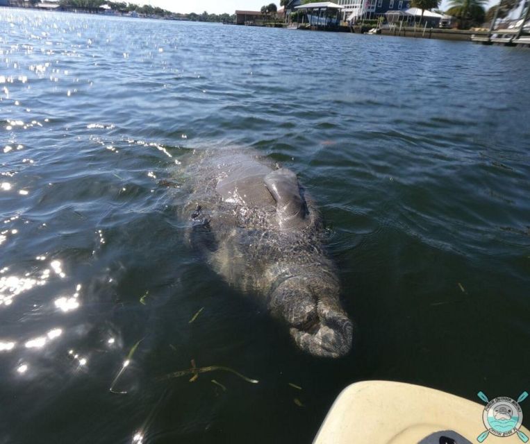 Crystal River: Kayak Rental - Suitability and Restrictions