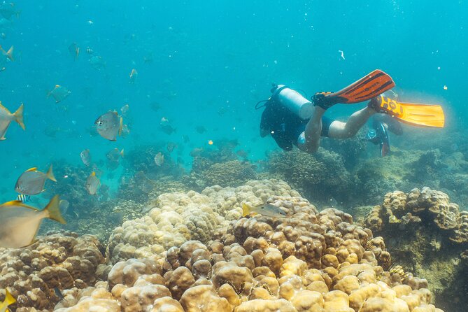 Dive Trip to the Coral Reefs of Fujairah for Certified Scuba Divers - Reviews and Ratings