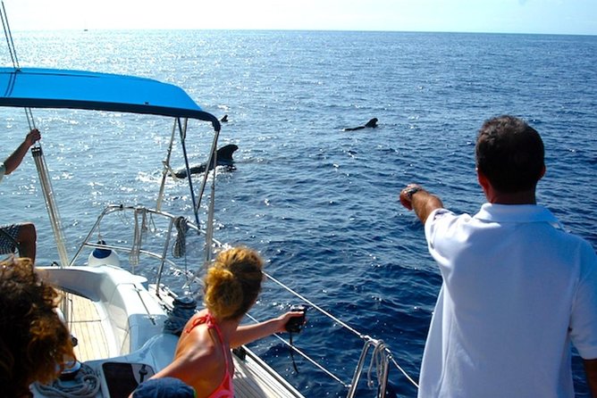 Dolphin and Whale Watching Cruise From Puerto Rico, Gran Canaria - Cruise Experiences