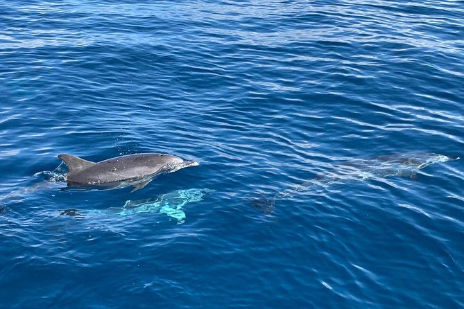 Dolphin Searching Tour in Puerto De Mogán (Keeper UNO Boat) - Meeting Point and Schedule