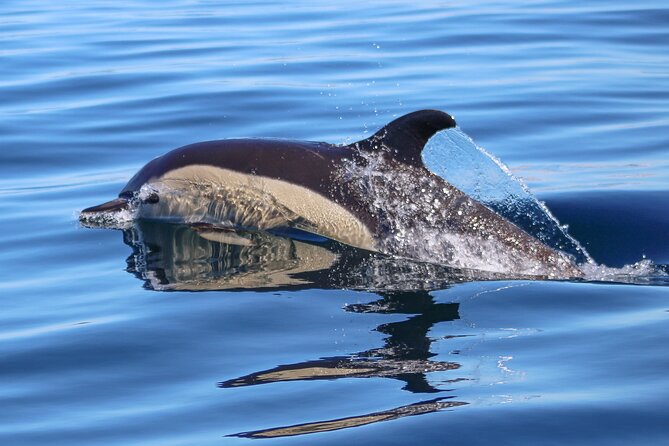 Dolphin Watching Along the Algarve Coast - Pricing Information