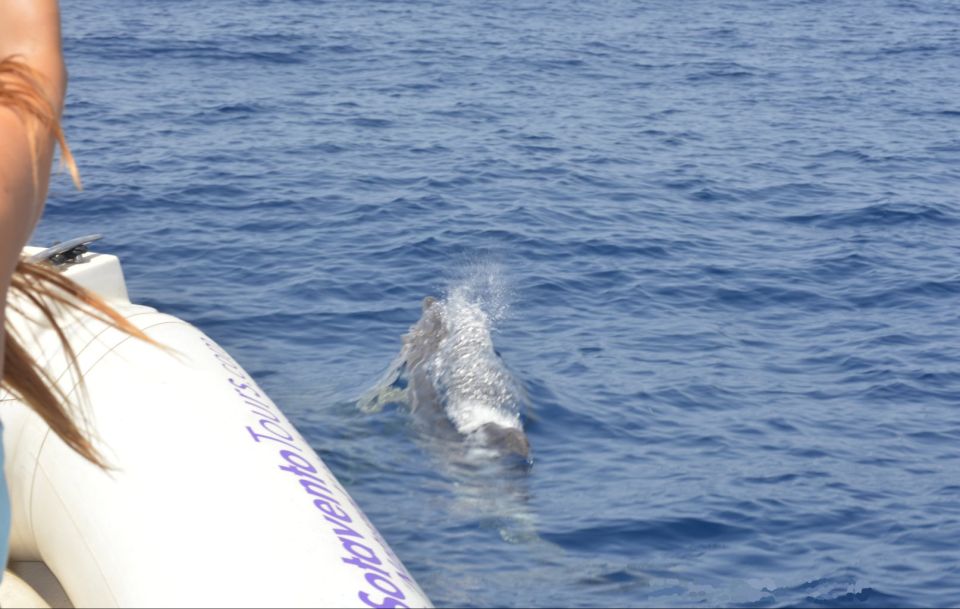 Dolphin Watching and Marine Wild Life in Faro - Recap