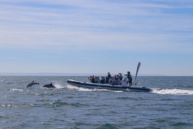 Dolphin Watching in Lisbon - Accessibility and Physical Requirements