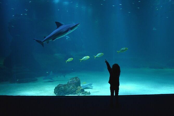 Entrance Ticket Nausicaa, the Biggest Aquarium in Europe - Aquarium Highlights