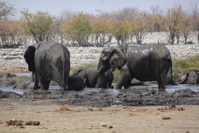 ETOSHA PARK SAFARI With Local Guides in 9-Seater 4x4s - Group Size