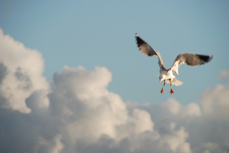 Faro: Ria Formosa Natural Park Segway Tour & Birdwatching - Meeting Point and Parking