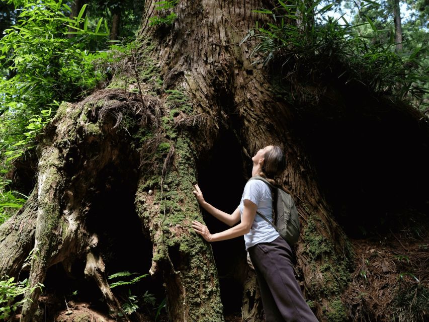 Fm Odawara: Forest Bathing and Onsen With Healing Power - Recommendations and Preparation