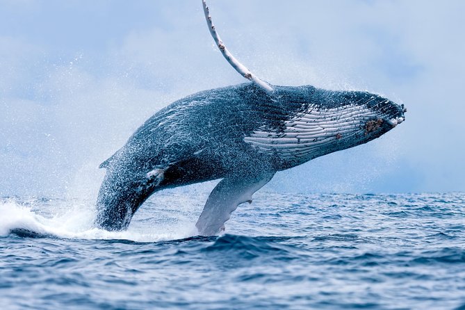 From Maalaea Harbor: Whale Watching Tours Aboard the Quicksilver - Cancellation and Rescheduling