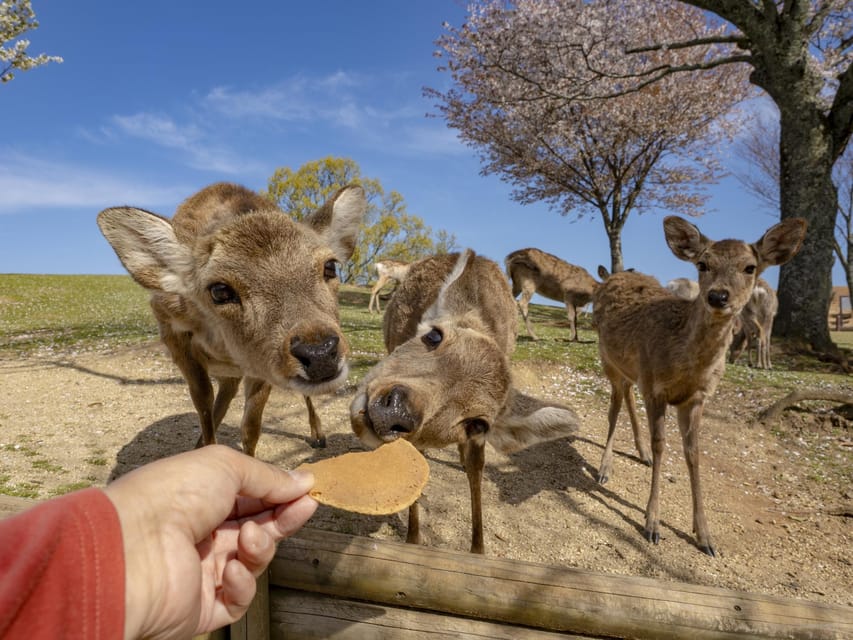 From Osaka/Kyoto: Kyoto and Nara Guided Bus Tour - Customer Reviews