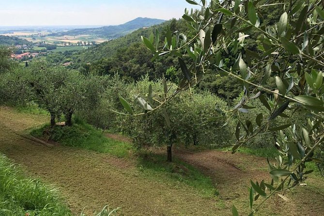 From Padua: Olive Oil & Wine in the Euganean Hills - Pricing and Availability