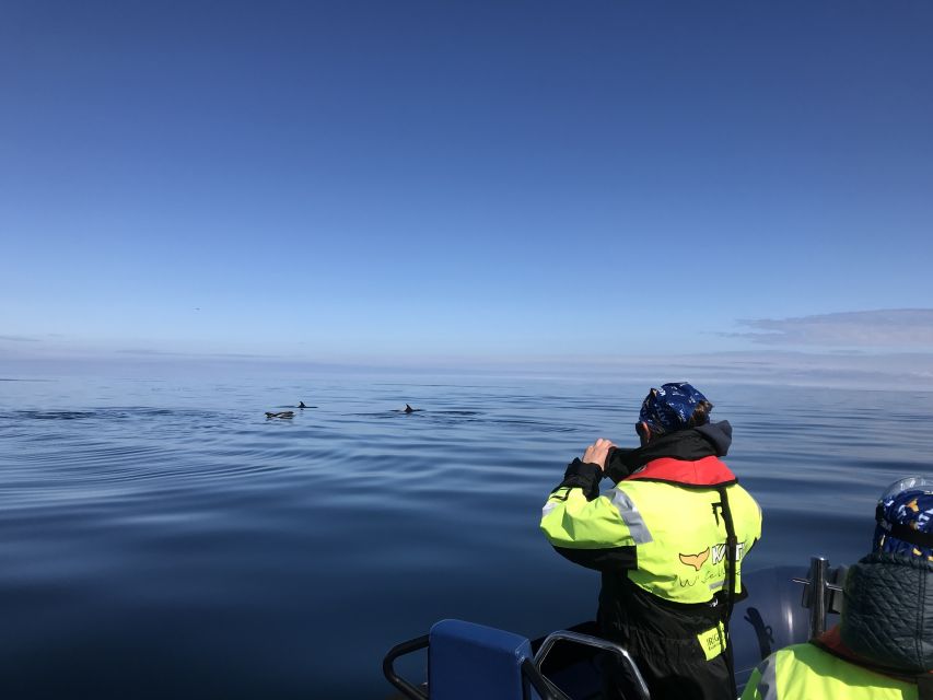 From Reykjavik: Whale Watching Tour by Speedboat - Attire and Safety Gear