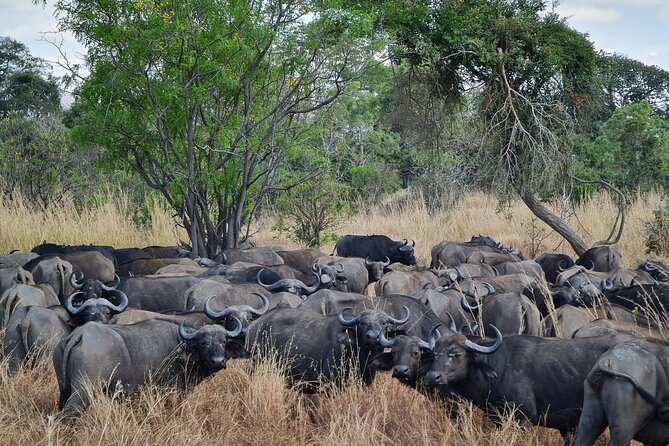 From Zanzibar: Mikumi Day Safari Including Flights - Exploring Mikumi National Park