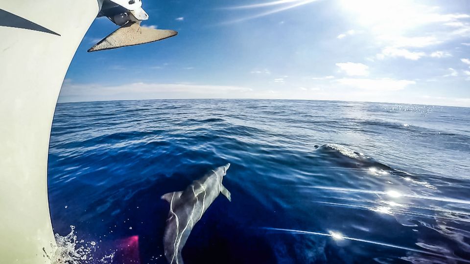 Fuerteventura: Sailing With Snorkeling and Dolphin Watching - Customer Feedback