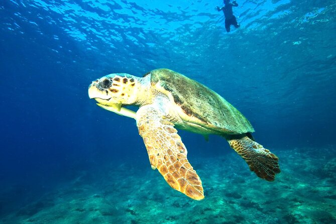 Full Day Dalyan (Turtle Beach) From Bodrum - Turtle Beach Exploration