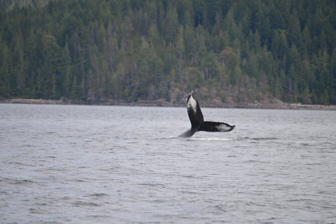 Full Day Grizzly Bear Tour to Toba Inlet - Lunch on Land