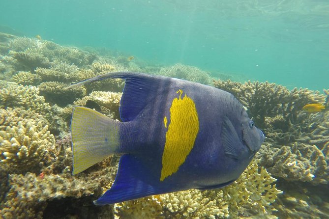 Full Day Snorkeling Trip to the Red Sea in Safaga From Luxor - Coral Reef Exploration