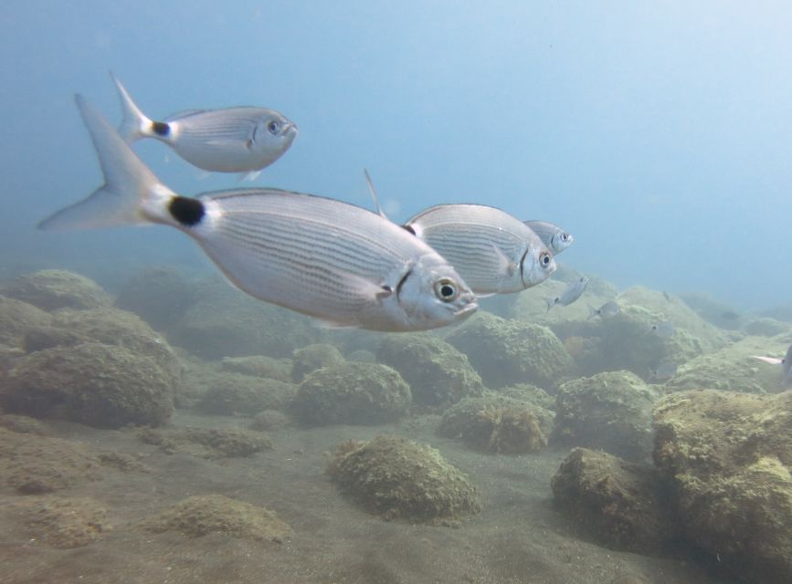 Funchal: Snorkeling Adventure in the Eco-Park - Booking and Meeting Point