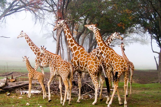 Giraffe Center and David Sheldrick Elephant Orphanage Day Tour From Nairobi - David Sheldrick Elephant Orphanage