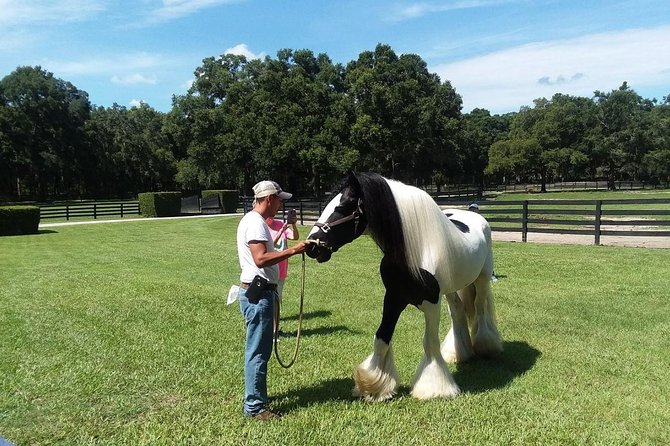 Gypsy Gold Horse Farm Tour - Meeting Point and Start Time