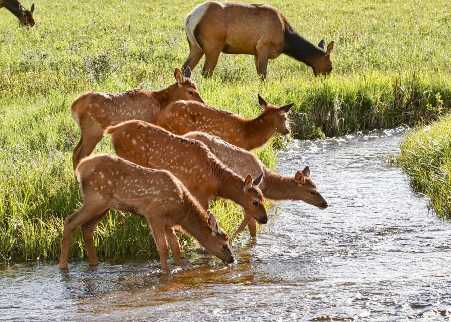 Half-Day RMNP Mountains to Sky Tour-RMNPhotographer - Meeting Point and Duration