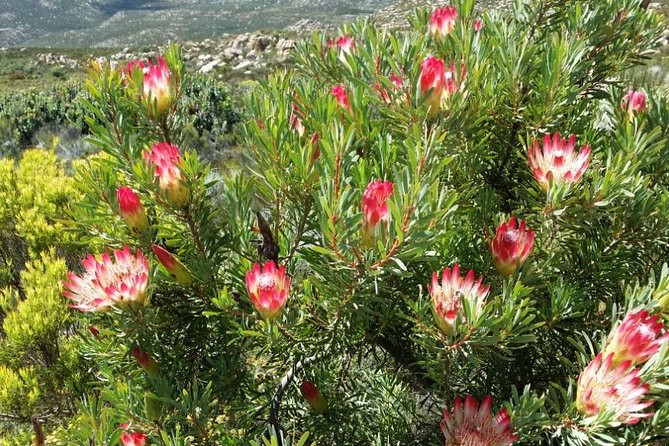 Half-Day Swartberg Pass PRIVATE Tour (Including Lunch & Transfer - Oudtshoorn) - Reviews and Experiences