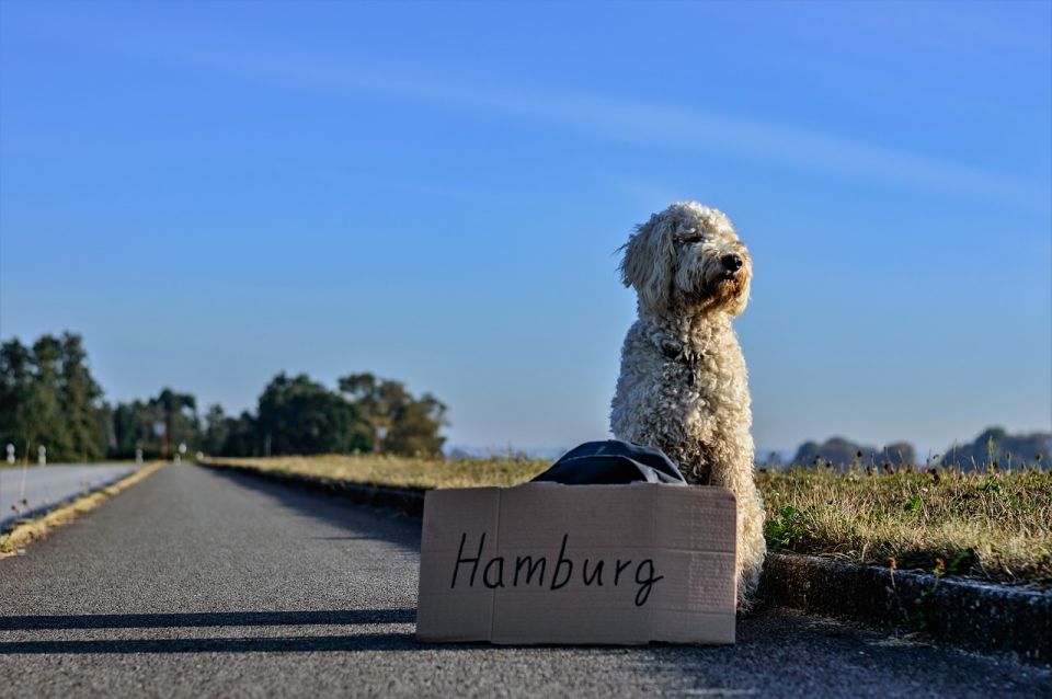 Hamburg: Private Warehouse District & HafenCity Walking Tour - Visiting the Hamburg Dungeon