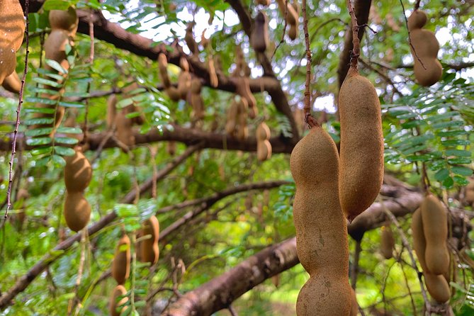 Herb and Spice Tour With Fort Frederick & Fort Matthew - Grenada, the Isle of Spice