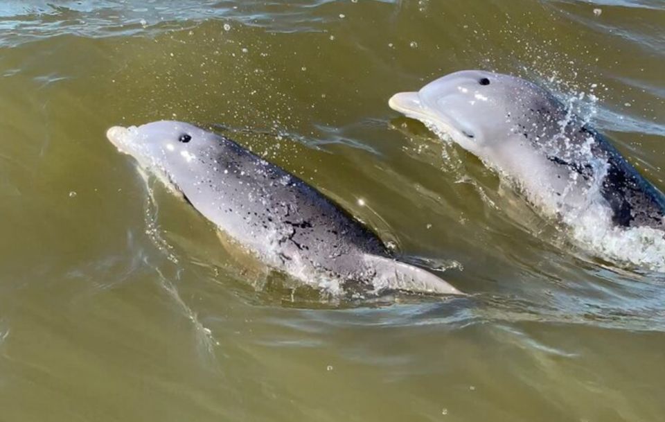 Hilton Head Island: Dolphin and Nature Tour - Encountering Marine Life