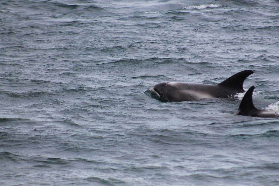 Húsavík: Family-Run and Guided Whale Watching Tour - Meeting Point