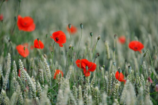 In Flanders Fields and Passchendaele Grand Tour - Museum and Preserved Sites