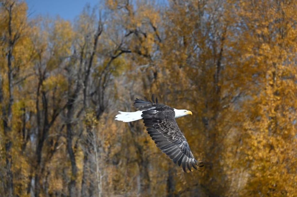 Jackson Hole: Snake River Scenic Float Tour With Chairs - Comfort and Amenities