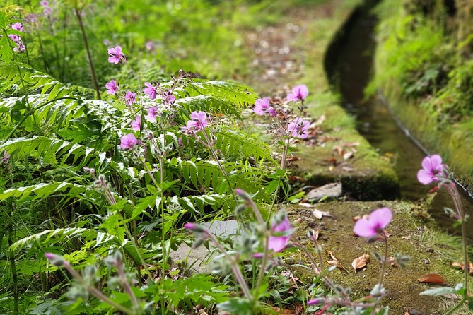 Kings Levada - São Jorge - Benefits of the Tour