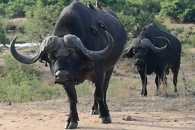 Kruger National Park. 3 Days Best Ever Safari From Cape Town - Exploring Kruger National Park