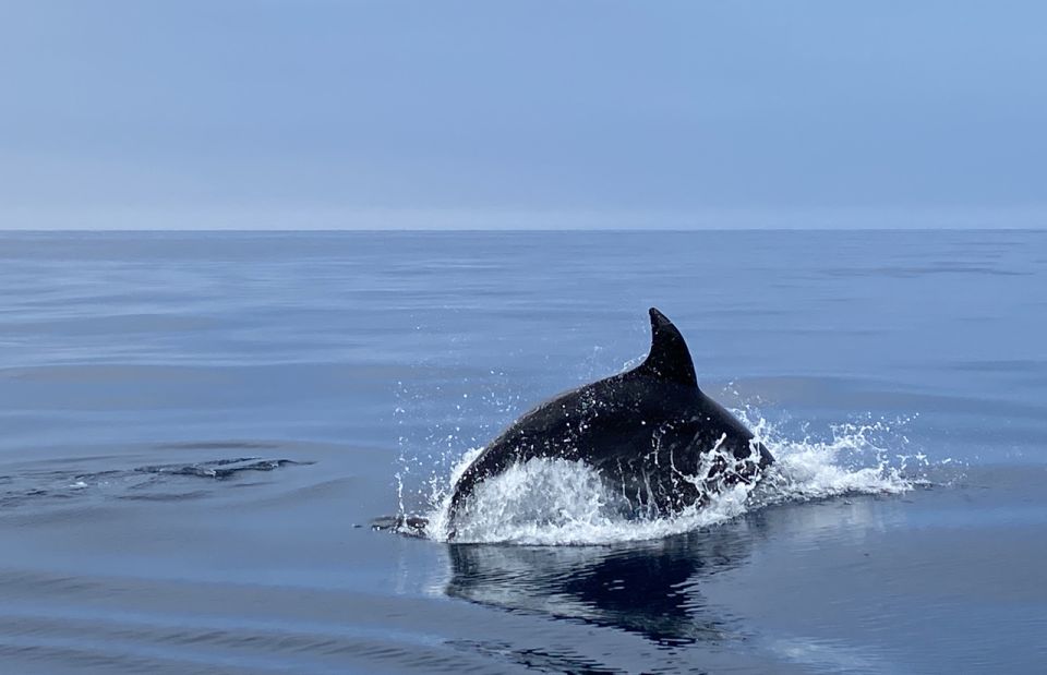 Lagos: Dolphin Watching Tour - Tour Duration and Group Size