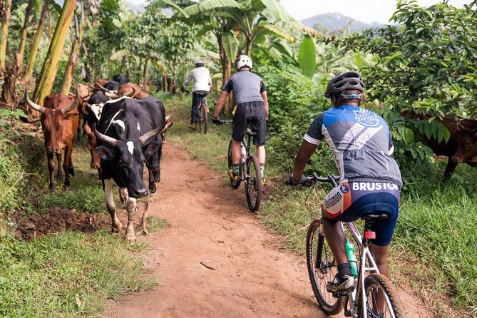 Lake Victoria Island Cycling Tour From Kampala - Safety Considerations