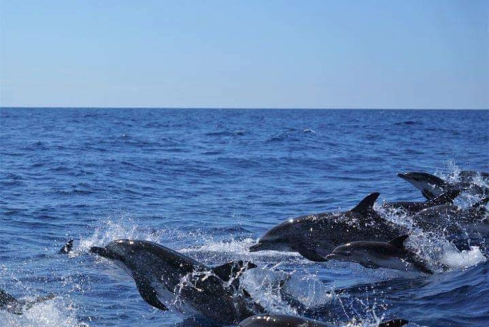 Madeira: Guaranteed Whales or Dolphins Watching Tour - Safety and Accessibility