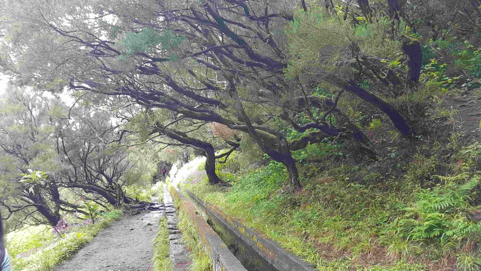 Madeira: Private Walking Tour of Levada Das 25 Fontes PR6 - Levada Das 25 Fontes