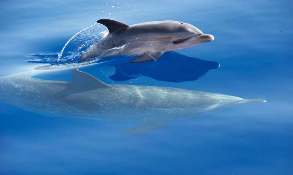 Madeira: Whale Watching Excursion in a Traditional Vessel - Customer Ratings