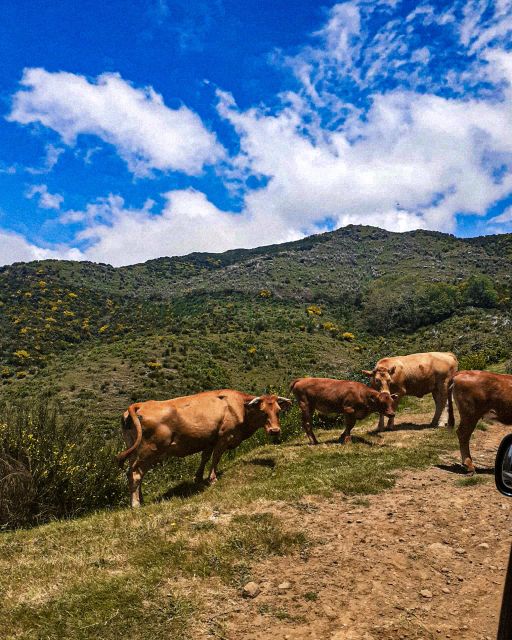 Madeira Wild West 4X4 Tour Safari - Madeiras History