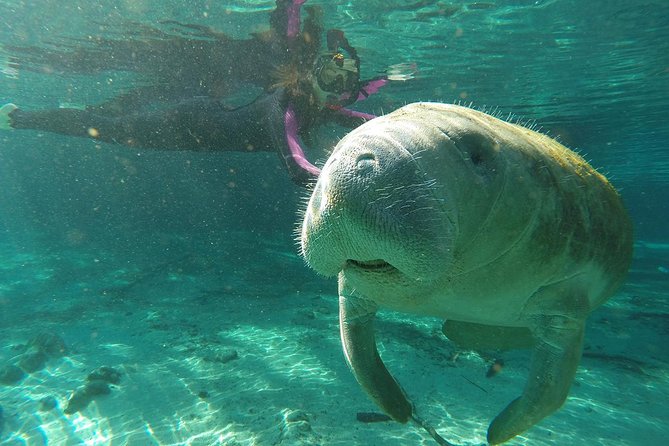 Manatee Snorkel Tour With In-Water Divemaster/Photographer - Tour Guide and Photography