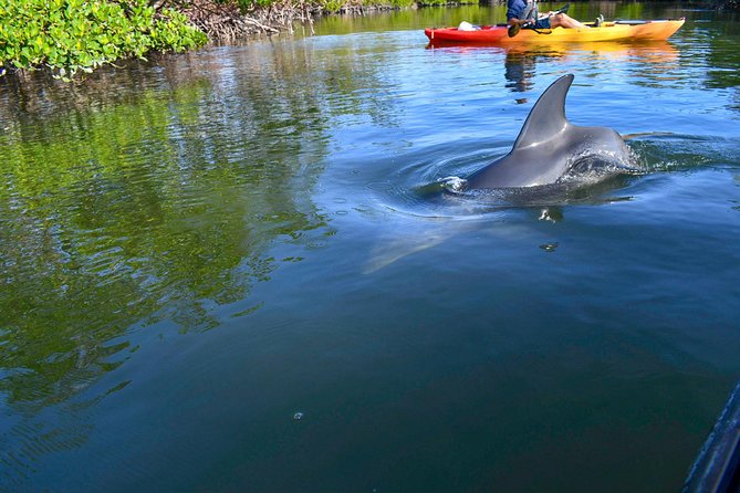 Mangrove Tunnels & Mudflats Kayak Tour - Local Biologist Guides - Wildlife Sightings and Encounters