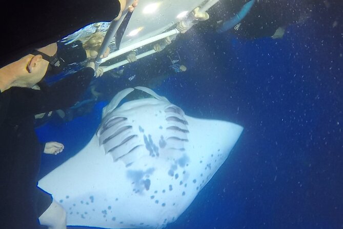 Manta Ray Snorkel Moonlight Kona Hawaii - Small Group Available - Additional Considerations