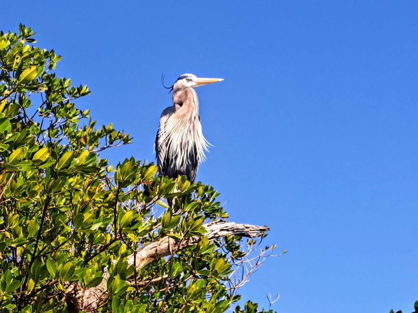 Marco Island: Kayak Mangrove Ecotour in Rookery Bay Reserve - Kayaking Experience